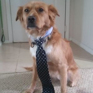 Meet your Posher, Adam